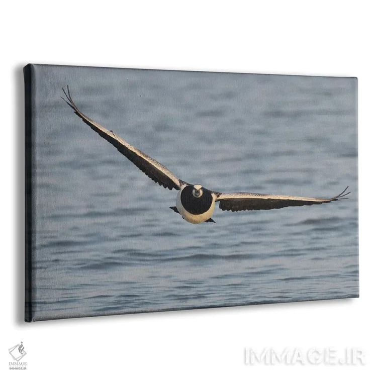 تابلو غاز کلهسفید در پرواز از نمای روبرو اثر المر وایس - نمای پرسپکتیو محصول