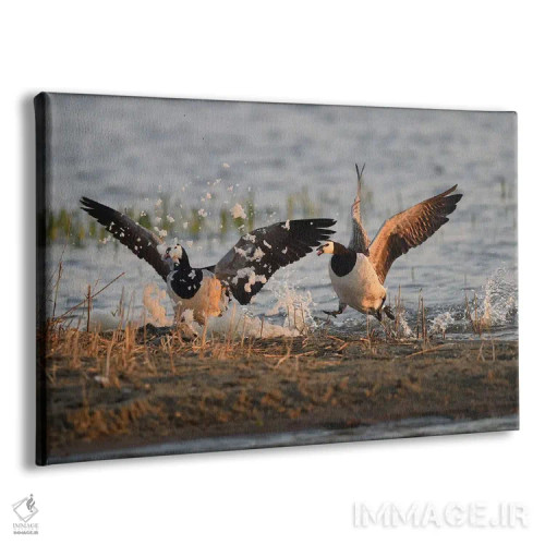 تابلو جشن کف غازهای کلهسفید اثر المر وایس - نمای پرسپکتیو محصول