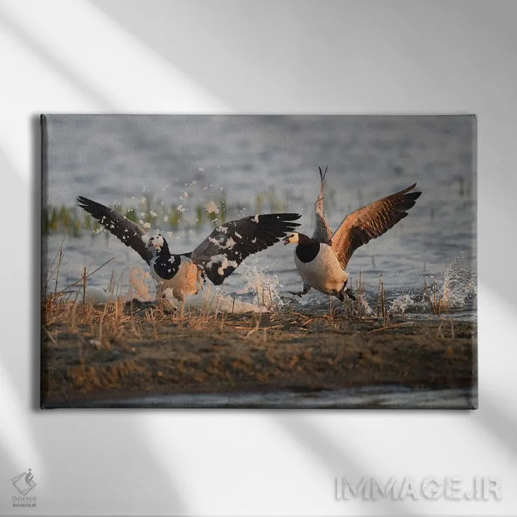 تابلو جشن کف غازهای کلهسفید اثر المر وایس - نمای روبهرو روی دیوار