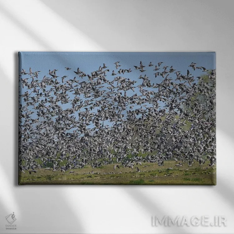 تابلو مهاجرت غازهای بارناکل اثر المر وایس - نمای روبهرو روی دیوار