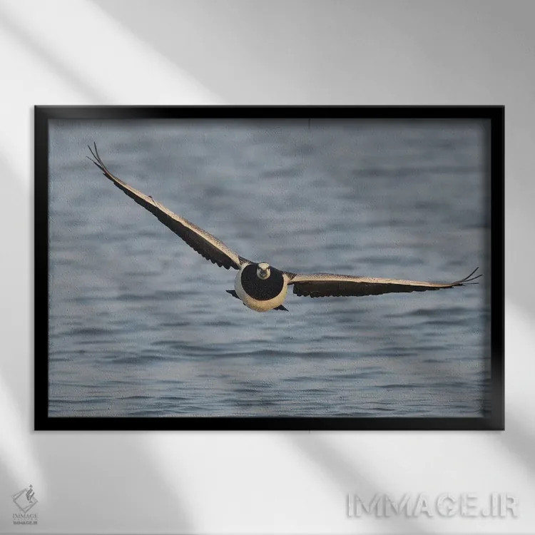 تابلو غاز کلهسفید در پرواز از نمای روبرو اثر المر وایس - نمای قابدار مشکی