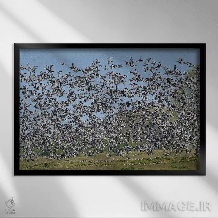 تابلو مهاجرت غازهای بارناکل اثر المر وایس - نمای قابدار مشکی