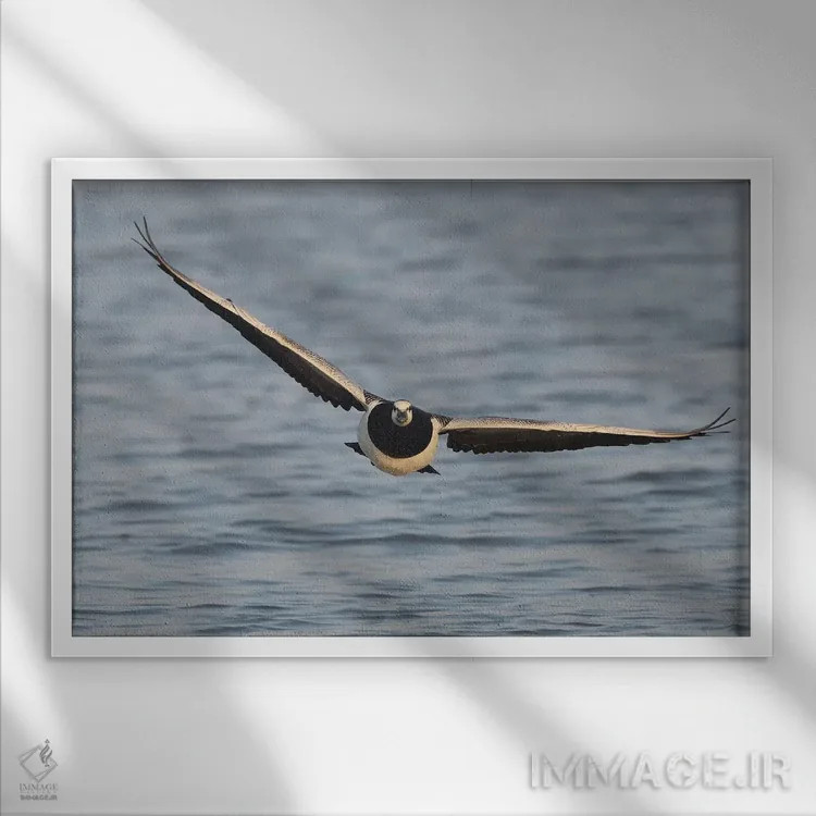 تابلو غاز کلهسفید در پرواز از نمای روبرو اثر المر وایس - نمای قابدار سفید