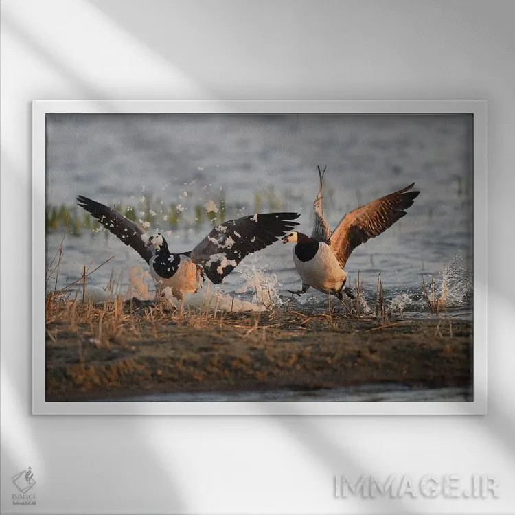 تابلو جشن کف غازهای کلهسفید اثر المر وایس - نمای قابدار سفید