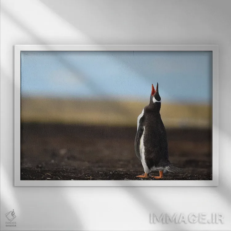 تابلو تماس پنگوئن جنتو اثر المر وایس - نمای قابدار سفید