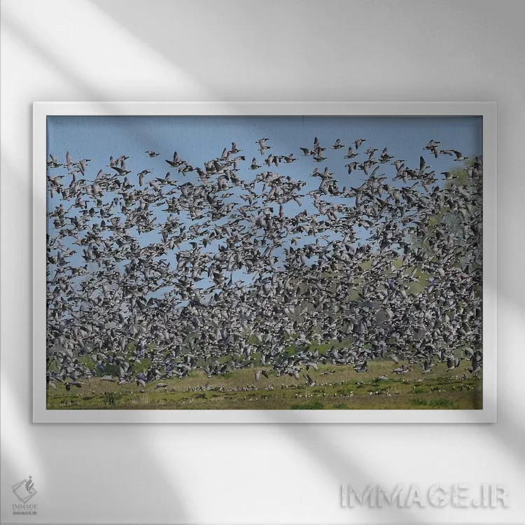 تابلو مهاجرت غازهای بارناکل اثر المر وایس - نمای قابدار سفید