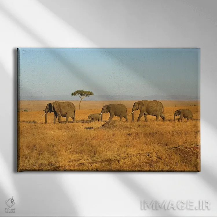 تابلو گلهٔ فیلها در حال زادآوری اثر المر وایس - نمای روبهرو روی دیوار