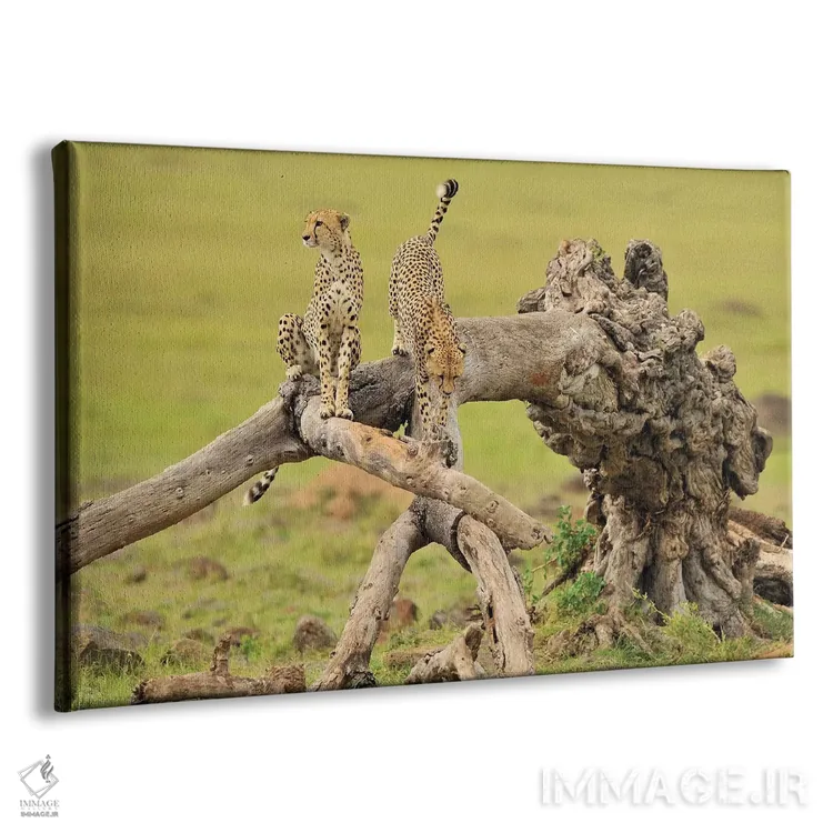 تابلو یوزپلنگها روی درخت اثر المر وایس - نمای پرسپکتیو محصول