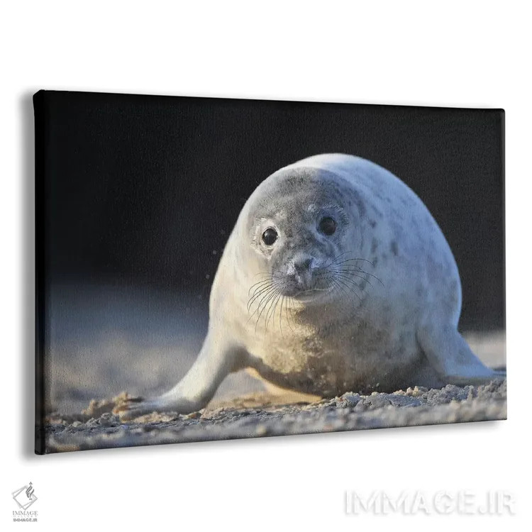 تابلو بچهخوک دریایی خاکستری در حال خزیدن اثر المر وایس - نمای پرسپکتیو محصول