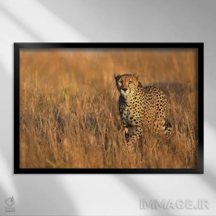 تابلو برخورد با یوزپلنگ اثر المر وایس - نمای قابدار مشکی