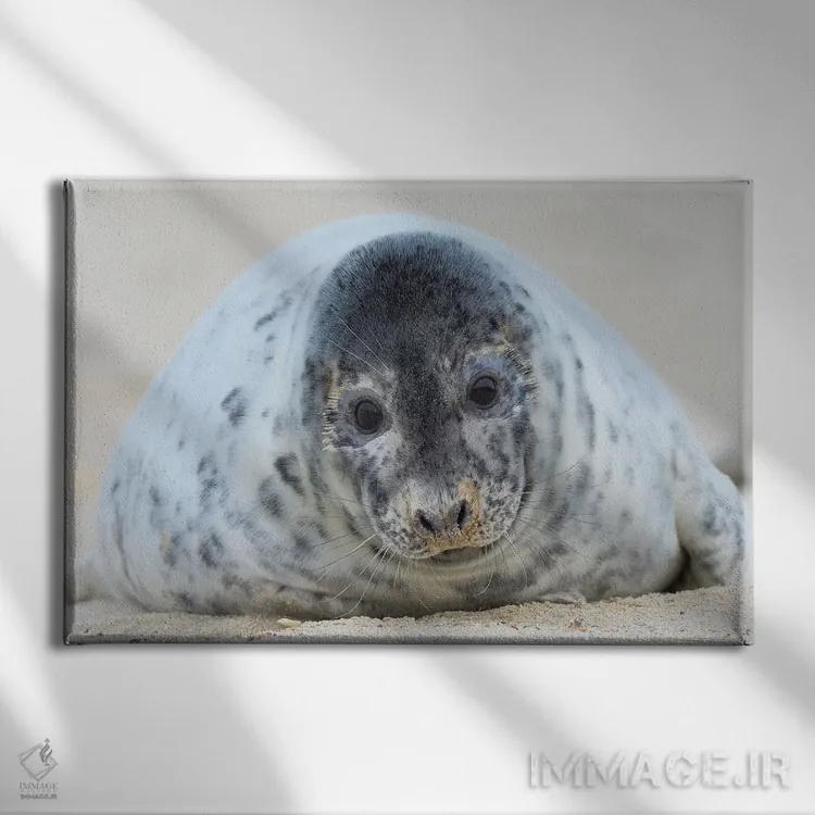 تابلو بچهخوک دریایی خاکستری بامزه اثر المر وایس - نمای روبهرو روی دیوار