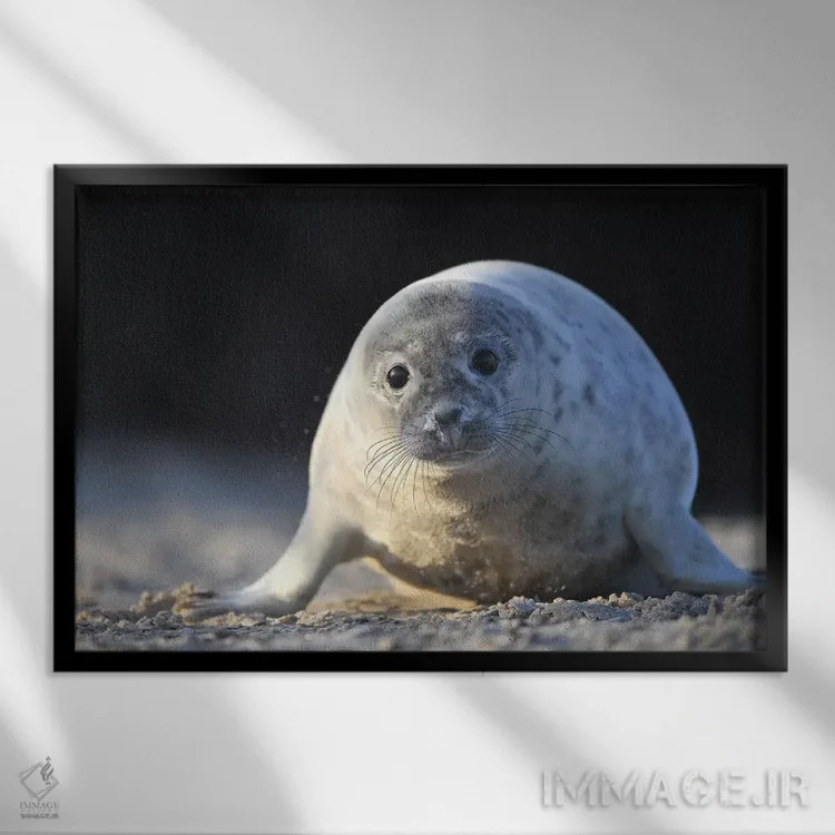 تابلو بچهخوک دریایی خاکستری در حال خزیدن اثر المر وایس - نمای قابدار مشکی
