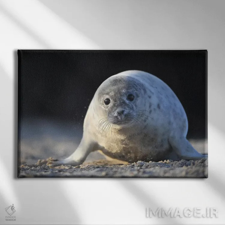 تابلو بچهخوک دریایی خاکستری در حال خزیدن اثر المر وایس - نمای روبهرو روی دیوار