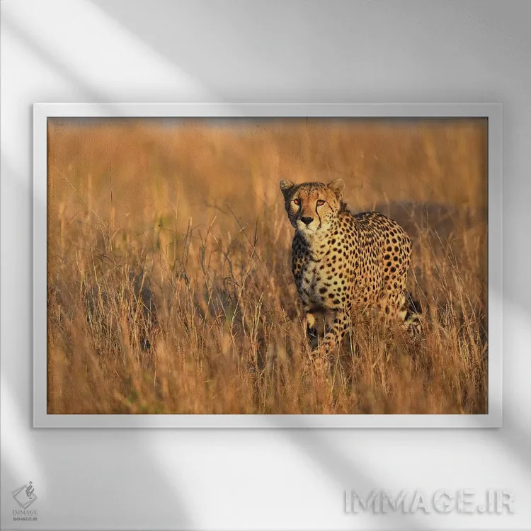 تابلو برخورد با یوزپلنگ اثر المر وایس - نمای قابدار سفید