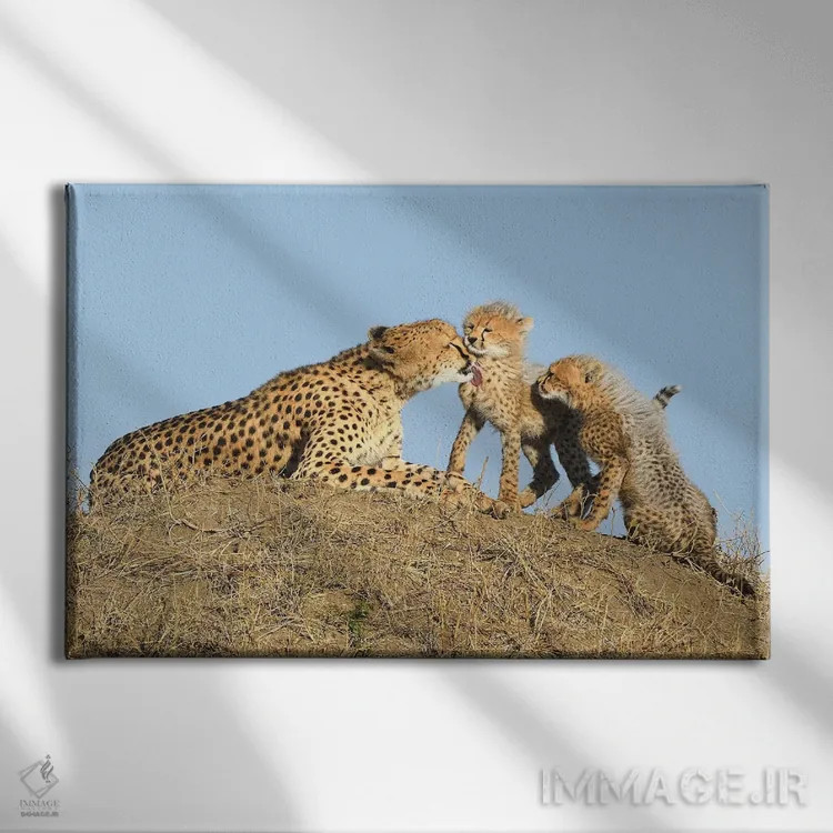 تابلو یوزپلنگ با تولهها اثر المر وایس - نمای روبهرو روی دیوار