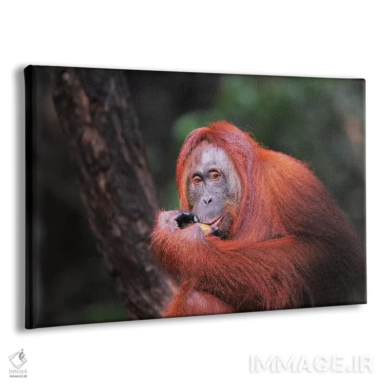 تابلو اورانگوتان در حال خوردن اثر المر وایس - نمای پرسپکتیو محصول