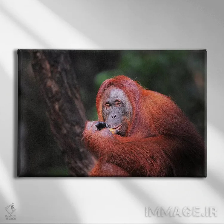 تابلو اورانگوتان در حال خوردن اثر المر وایس - نمای روبهرو روی دیوار