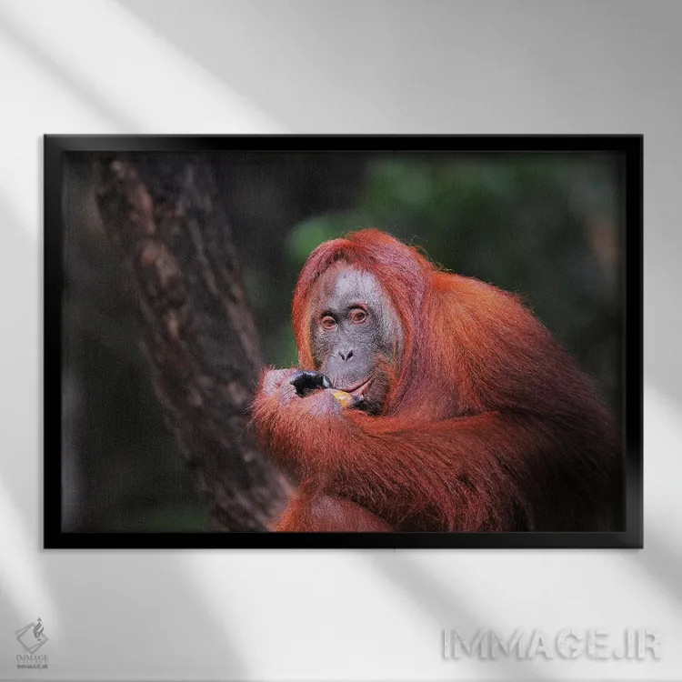 تابلو اورانگوتان در حال خوردن اثر المر وایس - نمای قابدار مشکی