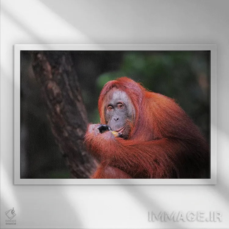 تابلو اورانگوتان در حال خوردن اثر المر وایس - نمای قابدار سفید