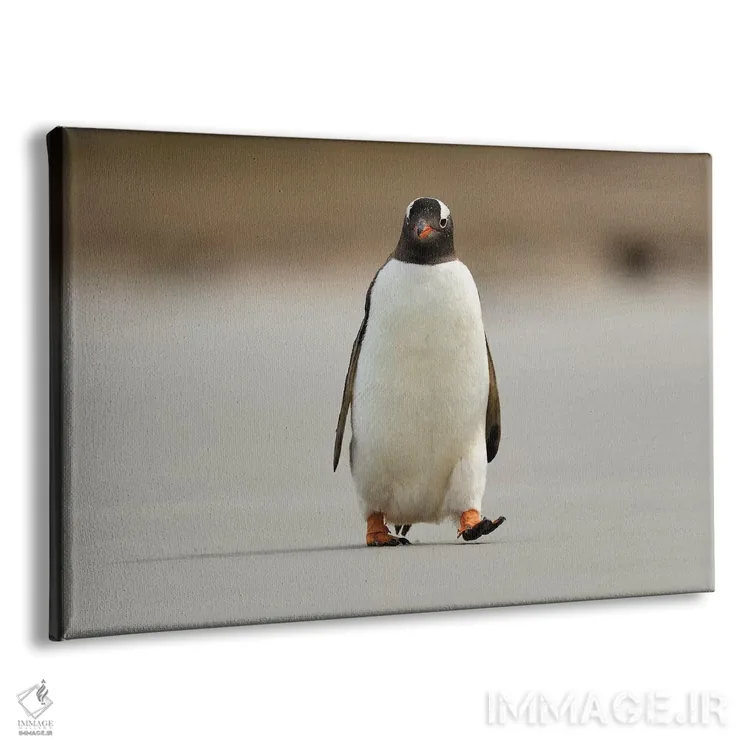 تابلو ملاقات با پنگوئن جنتو اثر المر وایس - نمای پرسپکتیو محصول