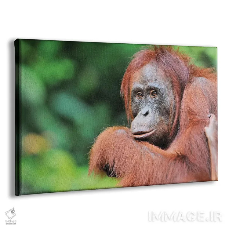 تابلو اورانگوتان ماده اثر المر وایس - نمای پرسپکتیو محصول