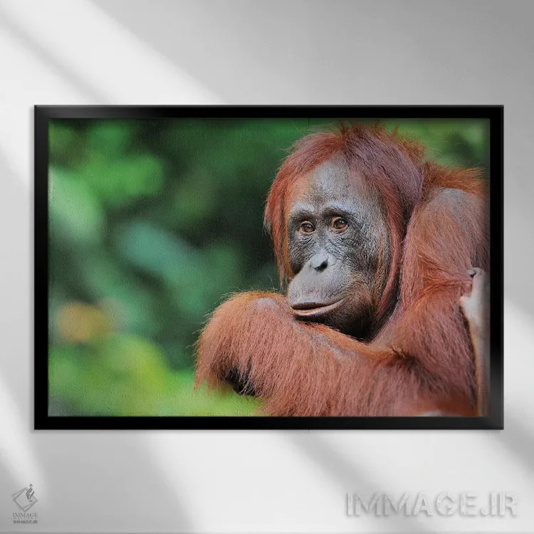 تابلو اورانگوتان ماده اثر المر وایس - نمای قابدار مشکی