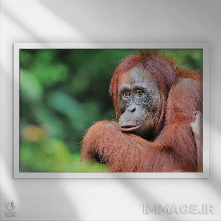 تابلو اورانگوتان ماده اثر المر وایس - نمای قابدار سفید