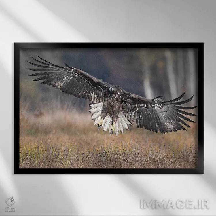 تابلو فرود رو به رو عقاب دمسفید اثر المر وایس - نمای قابدار مشکی