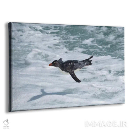تابلو پنگوئن راکهوپر در حال پرواز (گونه پنگوئن) اثر المر وایس - نمای پرسپکتیو محصول