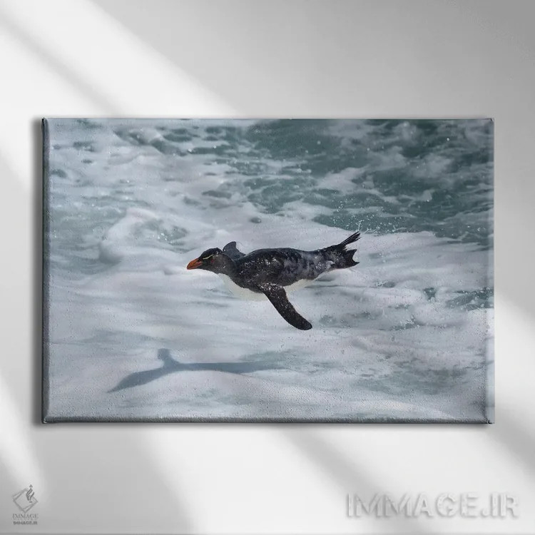 تابلو پنگوئن راکهوپر در حال پرواز (گونه پنگوئن) اثر المر وایس - نمای روبهرو روی دیوار
