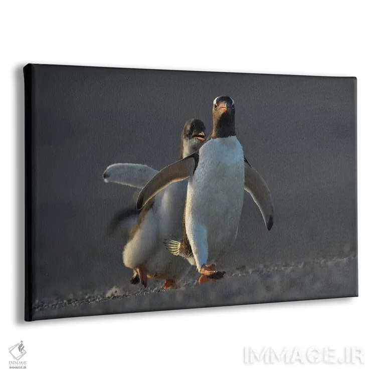 تابلو مسابقه جوجههای پنگوئن جنتو اثر المر وایس - نمای پرسپکتیو محصول