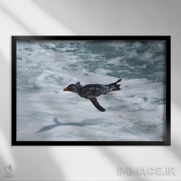 تابلو پنگوئن راکهوپر در حال پرواز (گونه پنگوئن) اثر المر وایس - نمای قابدار مشکی