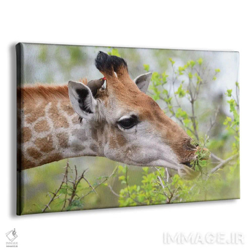 تابلو زرافه در حال لذت از غذا اثر المر وایس - نمای پرسپکتیو محصول