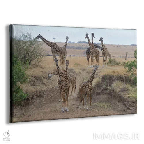 تابلو گله زرافهها اثر المر وایس - نمای پرسپکتیو محصول