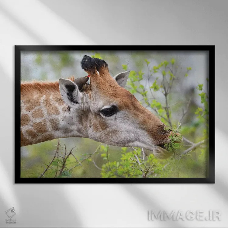 تابلو زرافه در حال لذت از غذا اثر المر وایس - نمای قابدار مشکی