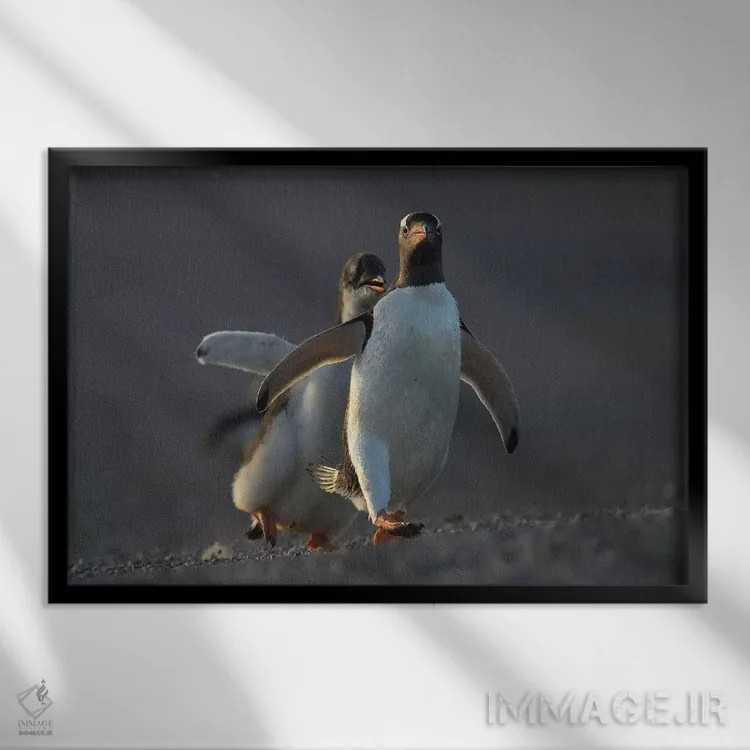 تابلو مسابقه جوجههای پنگوئن جنتو اثر المر وایس - نمای قابدار مشکی