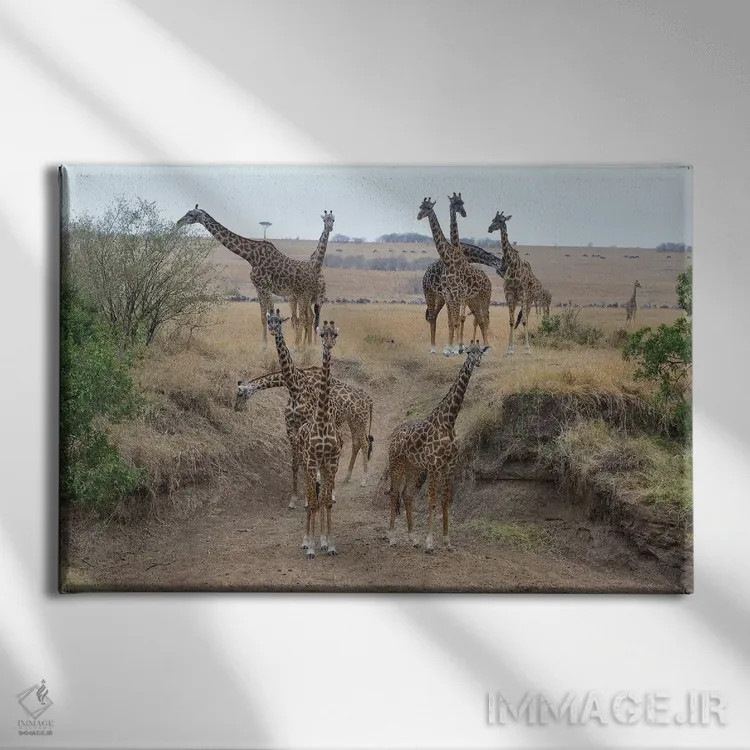 تابلو گله زرافهها اثر المر وایس - نمای روبهرو روی دیوار