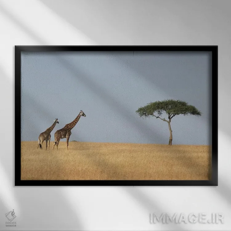تابلو زرافهها و یک درخت اثر المر وایس - نمای قابدار مشکی