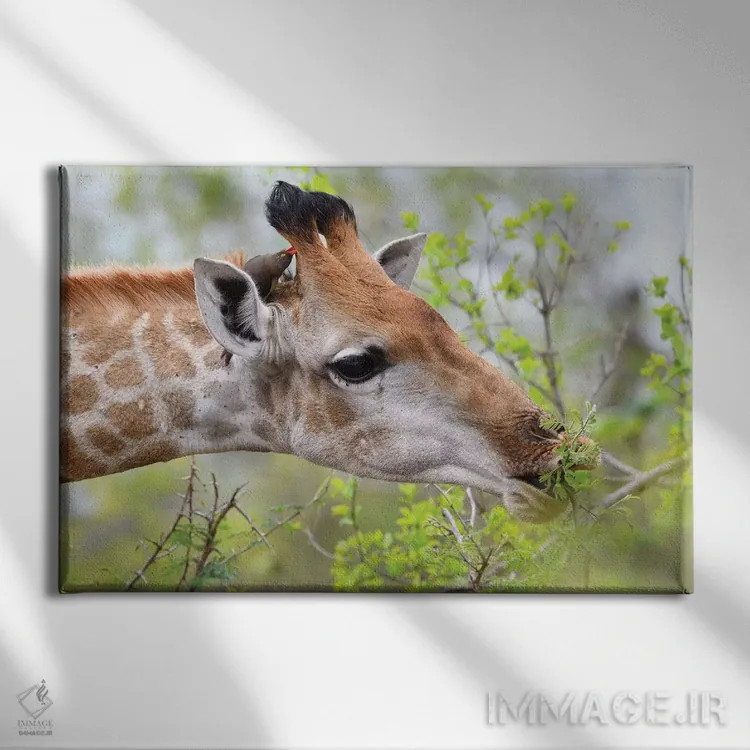 تابلو زرافه در حال لذت از غذا اثر المر وایس - نمای روبهرو روی دیوار