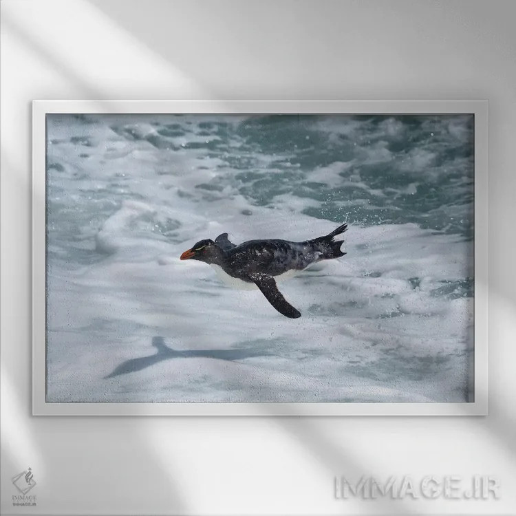 تابلو پنگوئن راکهوپر در حال پرواز (گونه پنگوئن) اثر المر وایس - نمای قابدار سفید