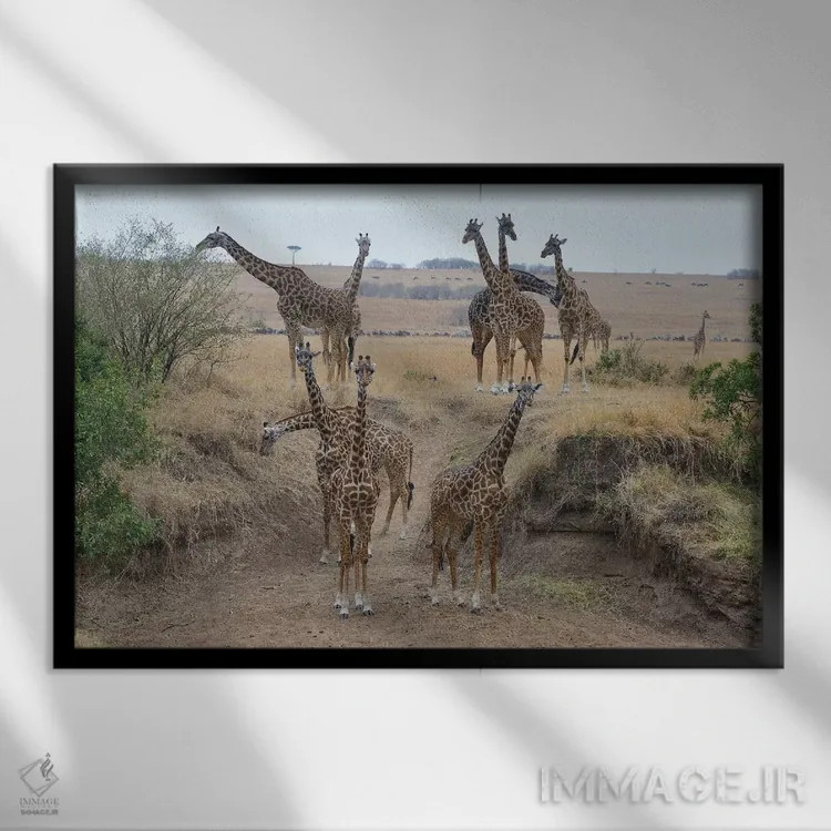 تابلو گله زرافهها اثر المر وایس - نمای قابدار مشکی