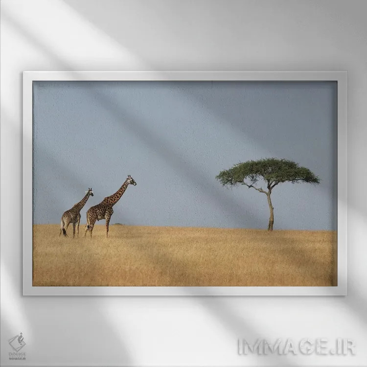 تابلو زرافهها و یک درخت اثر المر وایس - نمای قابدار سفید