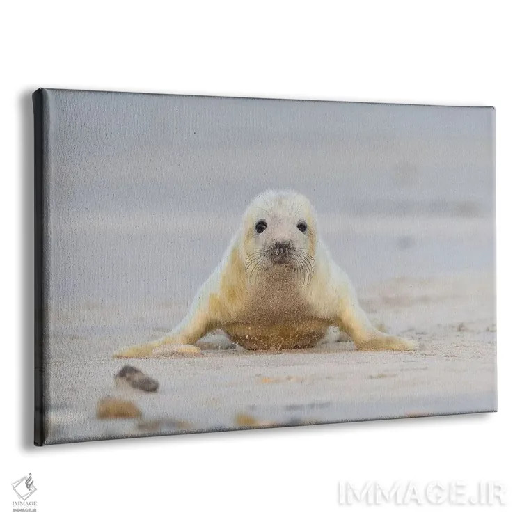 تابلو بچهخوک دریایی خاکستری در حال شنا سوئدی اثر المر وایس - نمای پرسپکتیو محصول