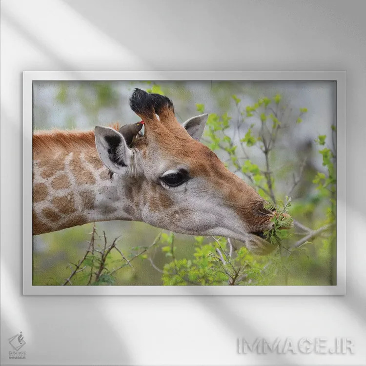 تابلو زرافه در حال لذت از غذا اثر المر وایس - نمای قابدار سفید