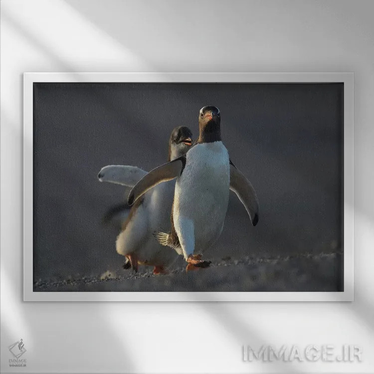 تابلو مسابقه جوجههای پنگوئن جنتو اثر المر وایس - نمای قابدار سفید