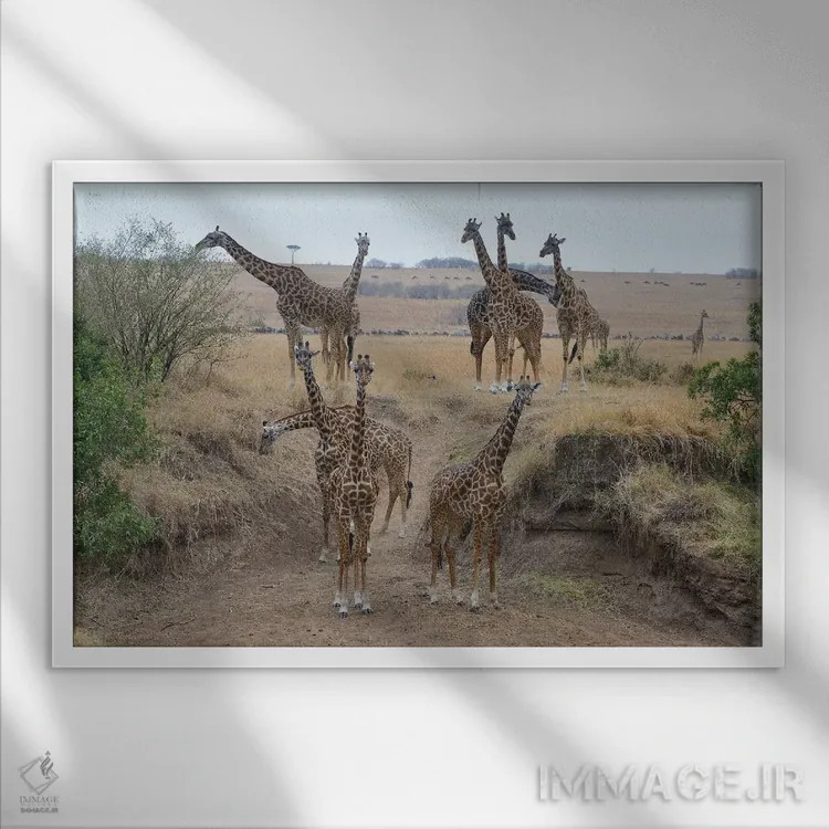تابلو گله زرافهها اثر المر وایس - نمای قابدار سفید