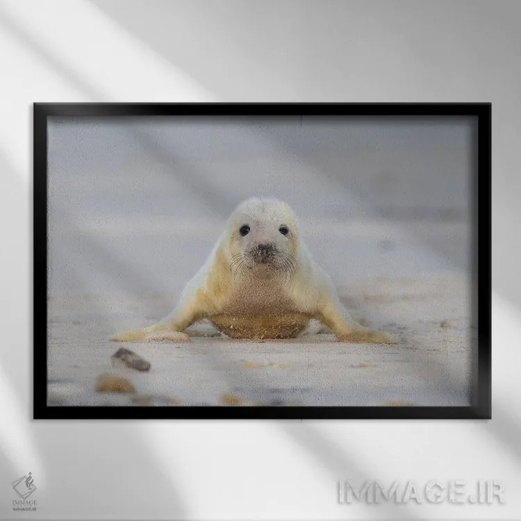 تابلو بچهخوک دریایی خاکستری در حال شنا سوئدی اثر المر وایس - نمای قابدار مشکی