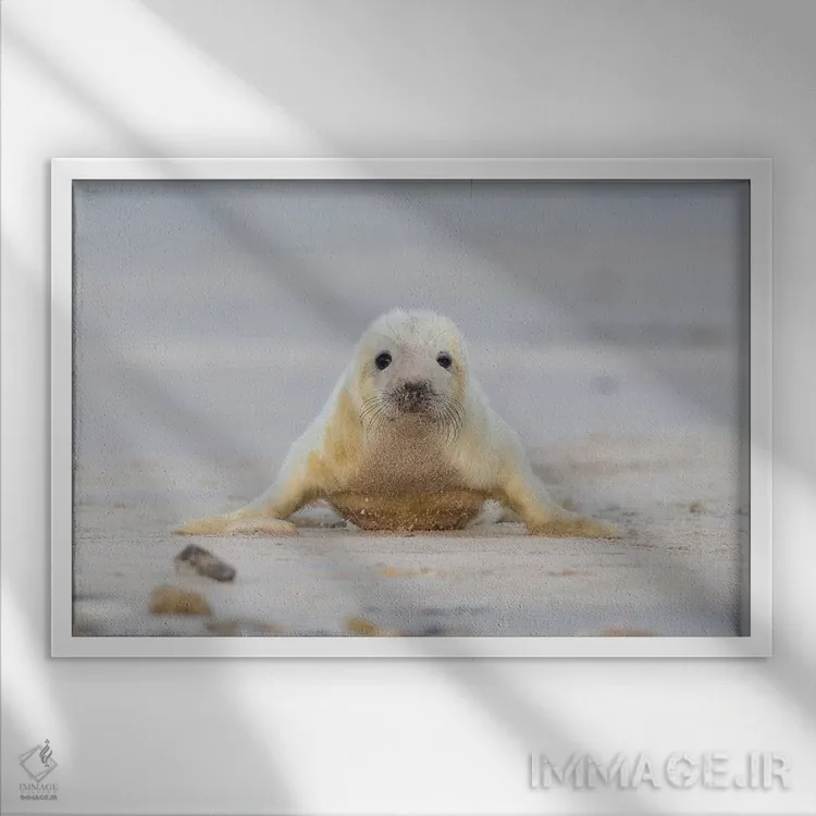 تابلو بچهخوک دریایی خاکستری در حال شنا سوئدی اثر المر وایس - نمای قابدار سفید