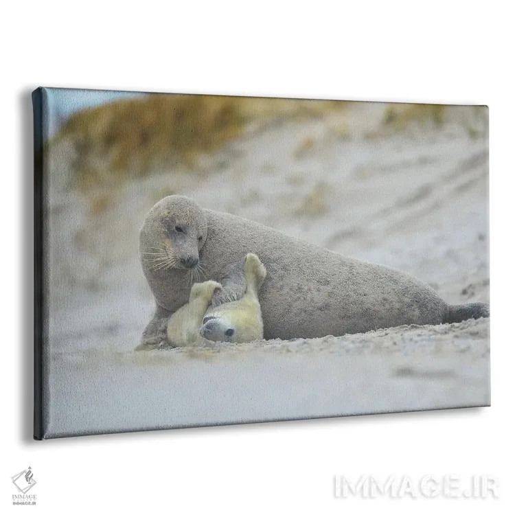 تابلو خوکهای دریایی خاکستری اثر المر وایس - نمای پرسپکتیو محصول