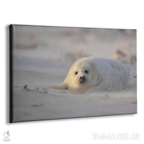 تابلو بچهخوک دریایی خاکستری در طوفان شن اثر المر وایس - نمای پرسپکتیو محصول